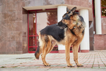 Dog German Shepherd in a city in a day