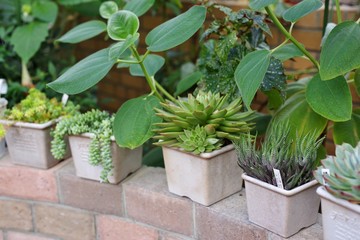 多肉植物の寄せ植え