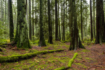 damp forest with trees and fallen trunks covered in green mosses
