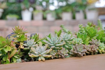 多肉植物の寄せ植え
