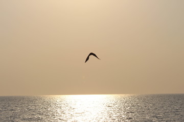 seagulls over the sea 