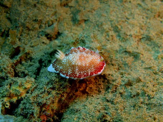 Sea slug