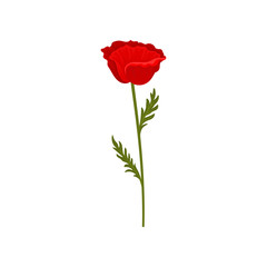 Fototapeta premium Red poppy flower with stem and leaves, botanical symbol vector Illustration on a white background