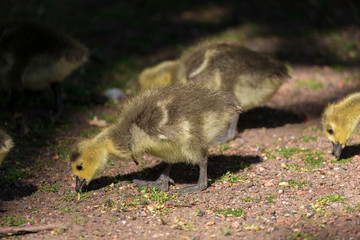 Young canadian goose
