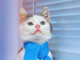 A young white cat in a blue scarf near the window with the jalousie, looking up_