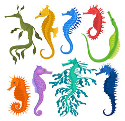 Flat vector set of different species of seahorses. Small marine fishes. Exotic sea animals