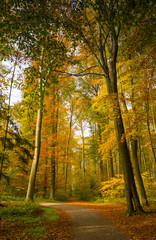 Autumn forest scenery with rays of warm light illumining the gold foliage and a footpath leading into the scene