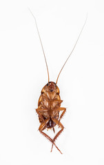 death cockroach on white background.
