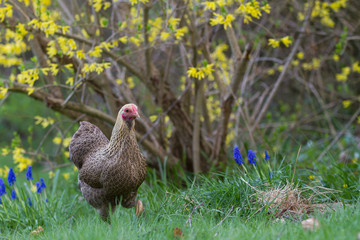 Chicken