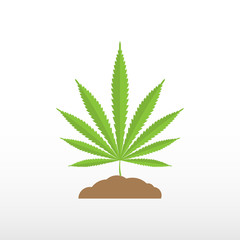 Marijuana leaf in the earth on white background.