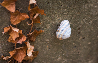grape snail on a concrete background