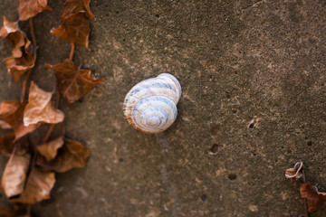Fototapeta na wymiar grape snail on a concrete background