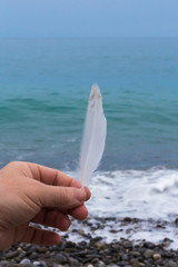 the feather of a Seagull against the sea