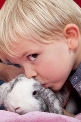 Portrait of a scandinavian young boy in studio with a rabbit