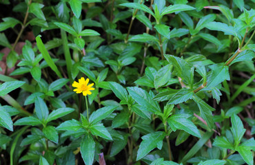 Little Yellow Star flowers ( Scientific Name : Melampodium Divaricatum ) on top view,ASTERACEAE (COMPOSITAE)