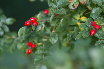 Fototapeta premium Hawthorn