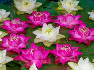 Lotus flowers (white and pink) in pond.