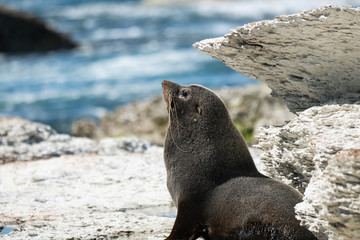 New Zealand fur seal 