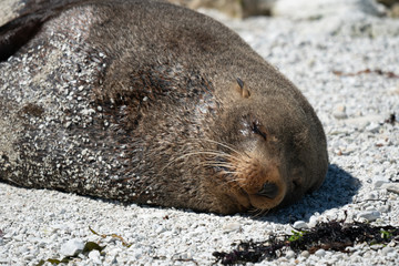 Naklejka premium New Zealand fur seal 