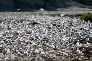 Seagull colony in Kaikoura New Zealand