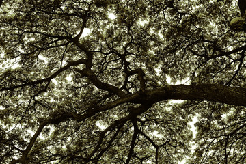 Big tree branches background