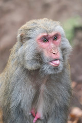 macaque monkey at forest in Yuntai National Park Henan China.