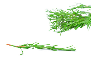 Fototapeta premium fresh rosemary bunch isolated on white background