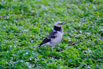 Common myna bird on green grass in Hong Kong