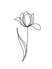 Tulip line art