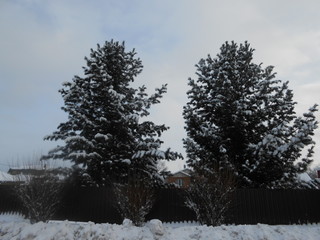 tree in the snow