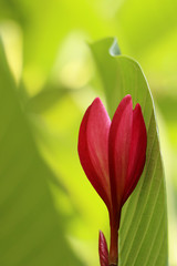 Plumeria in garden