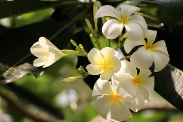 Plumeria in garden