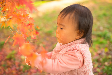 Fototapeta premium 紅葉狩り