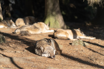 A pack of wild wolves are sleeping in the sun. One Wolf in the foreground.