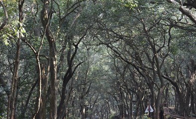 Tree like the Human Mind