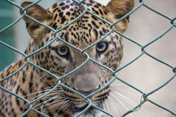 portrait of a leopard