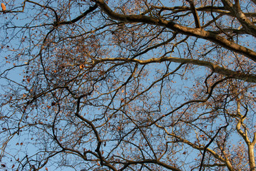 Branches with dry leaves on a blue sky background