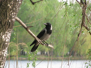 Hooded crow sits on a branch