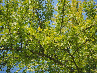 Fototapeta premium Bright leaves of ginkgo biloba tree