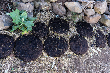 &Auml;thiopien - Kuhmist bei Amba Giorgis auf der Fahrt von Gondar in die Simien Mountains