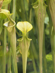 Sarracenia oreophila. La sarracénie, une plante carnivore, rare, avec des urnes nervurées de rouge et aux feuilles vertes.