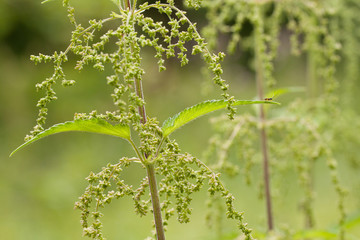 blooming nettle in a summer park or forest