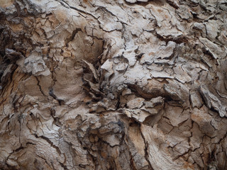 Tree bark texture