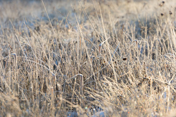 Fototapeta premium Hoarfrost on dried plants macro selective focus, morning sun light.