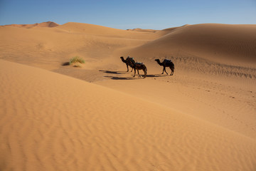 Fototapeta na wymiar The sand dunes of Erg Chebbi in the Sahara of Morocco with a caravan of camels in view