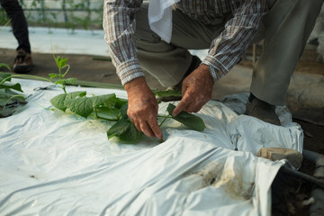 今庄(福井県)-きゅうり畑