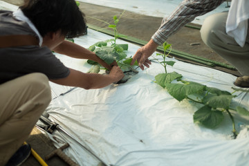 今庄(福井県)-きゅうり畑