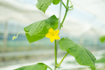 今庄(福井県)-きゅうり畑