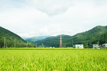 今庄(福井県)-田んぼ