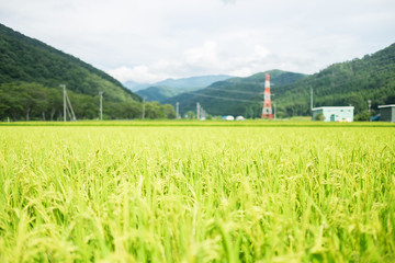 今庄(福井県)-田んぼ